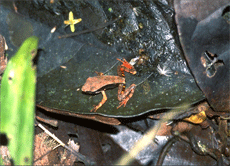 A small frog with brown back and dark sides sits among leaves